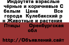 Индоутята взраслые чёрные и коричневые С белым › Цена ­ 450 - Все города, Кулебакский р-н Животные и растения » Птицы   . Оренбургская обл.